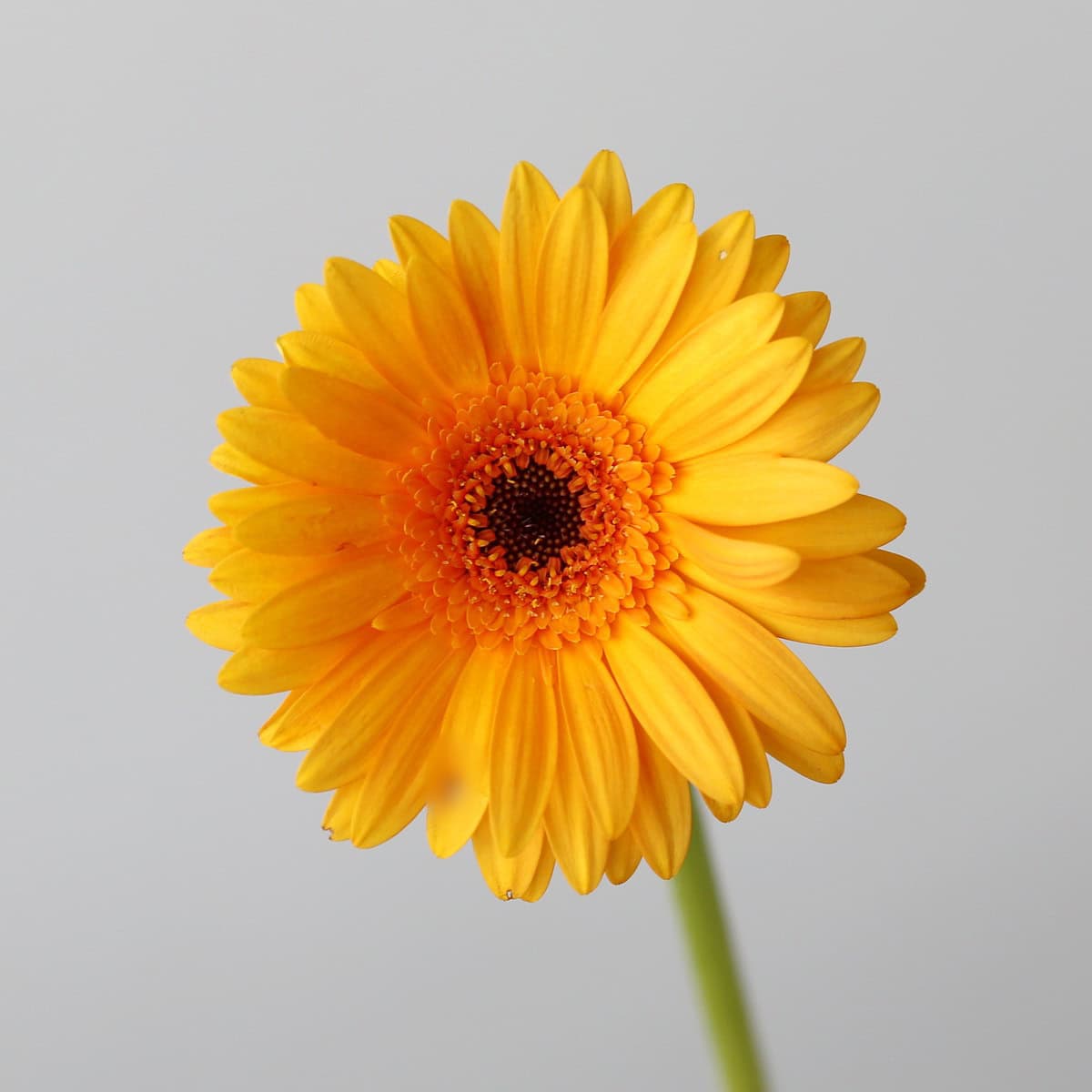 Close-up of Mini Gerbera Bondi Beach orange flower