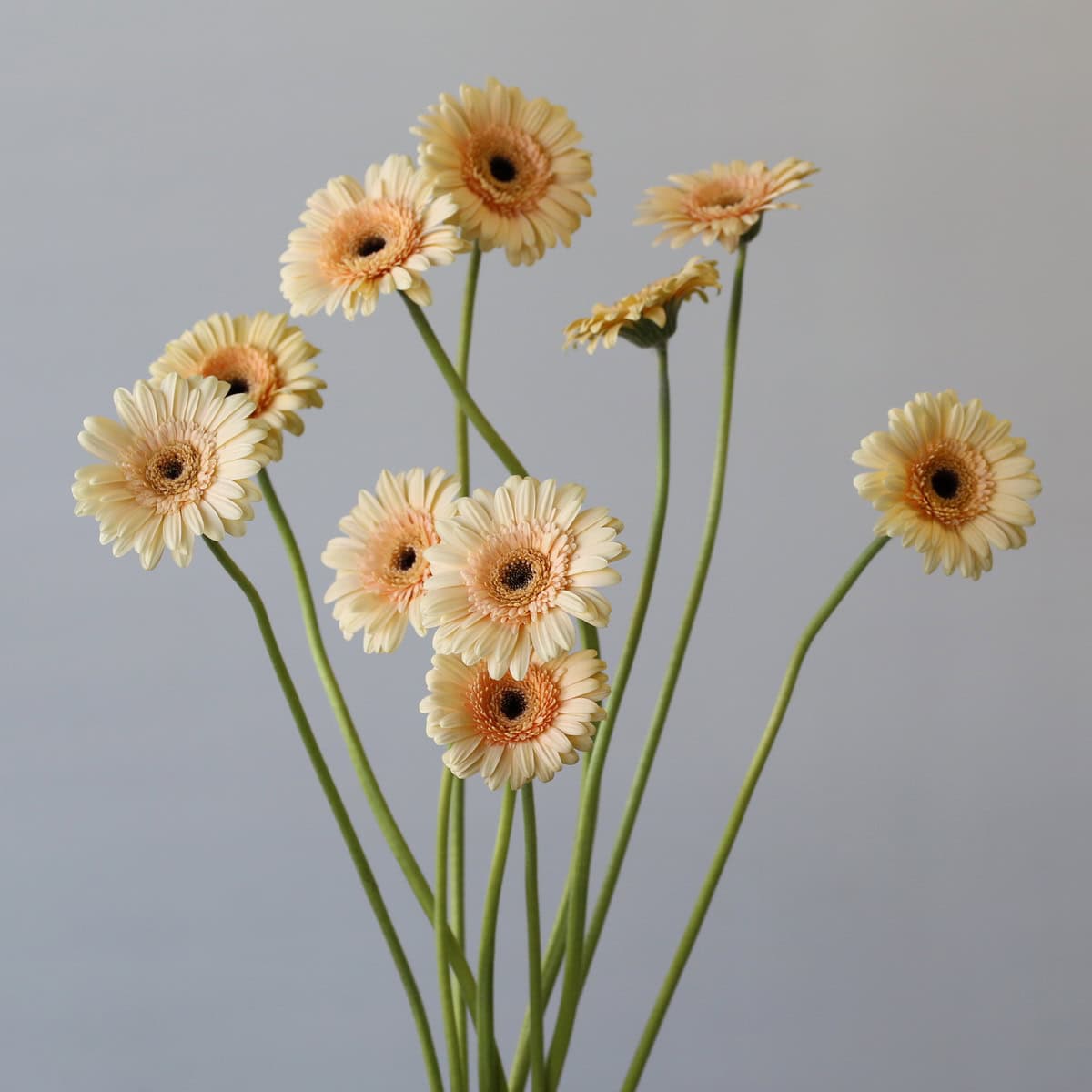 Bunch of Mini Gerbera Cafe Peach flowers with long stems