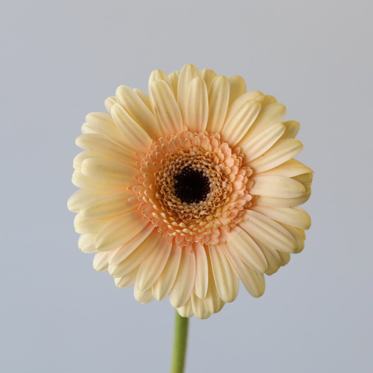 Close-up of Mini Gerbera Cafe Peach flower