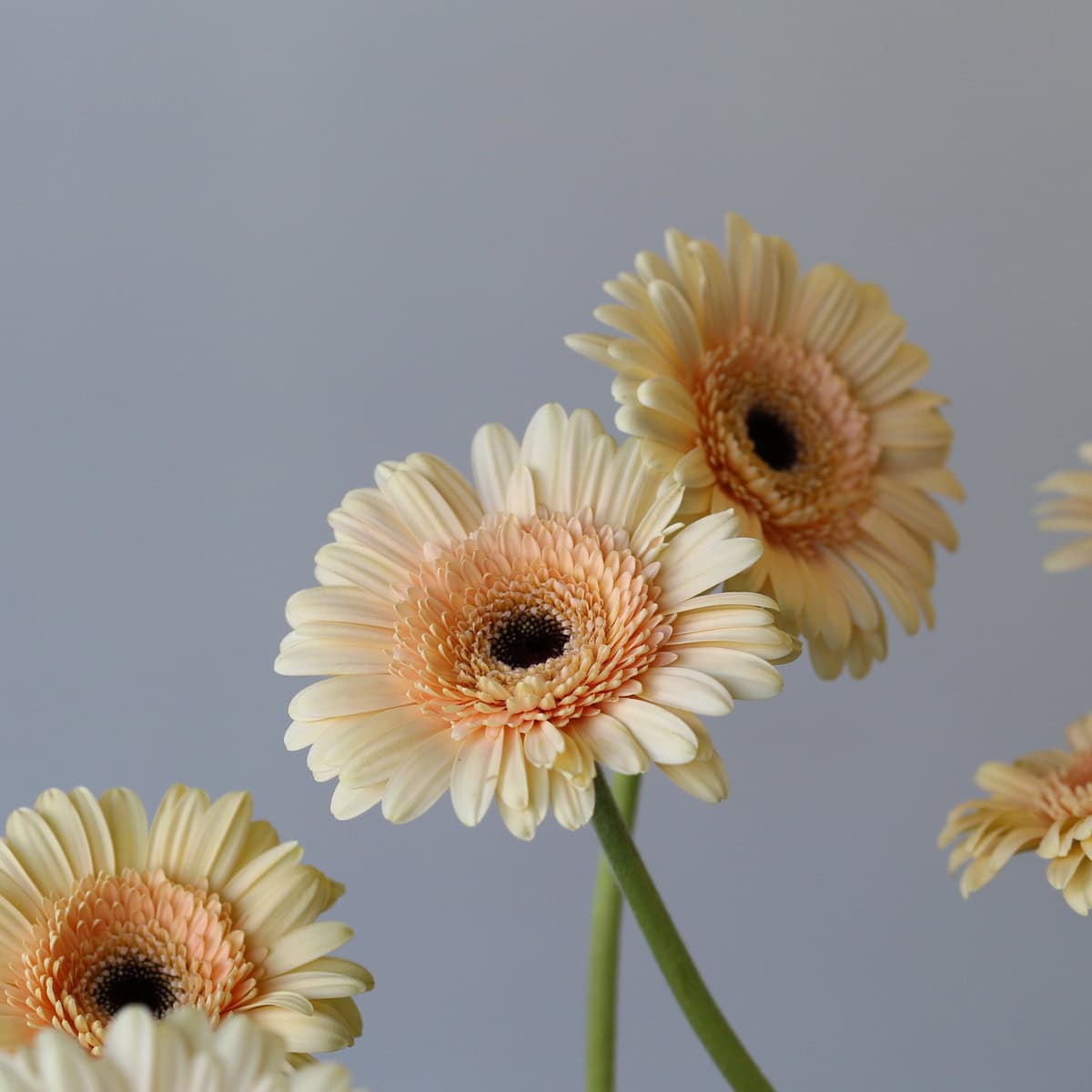 Mini Gerbera Cafe Peach flowers in soft peach and cream