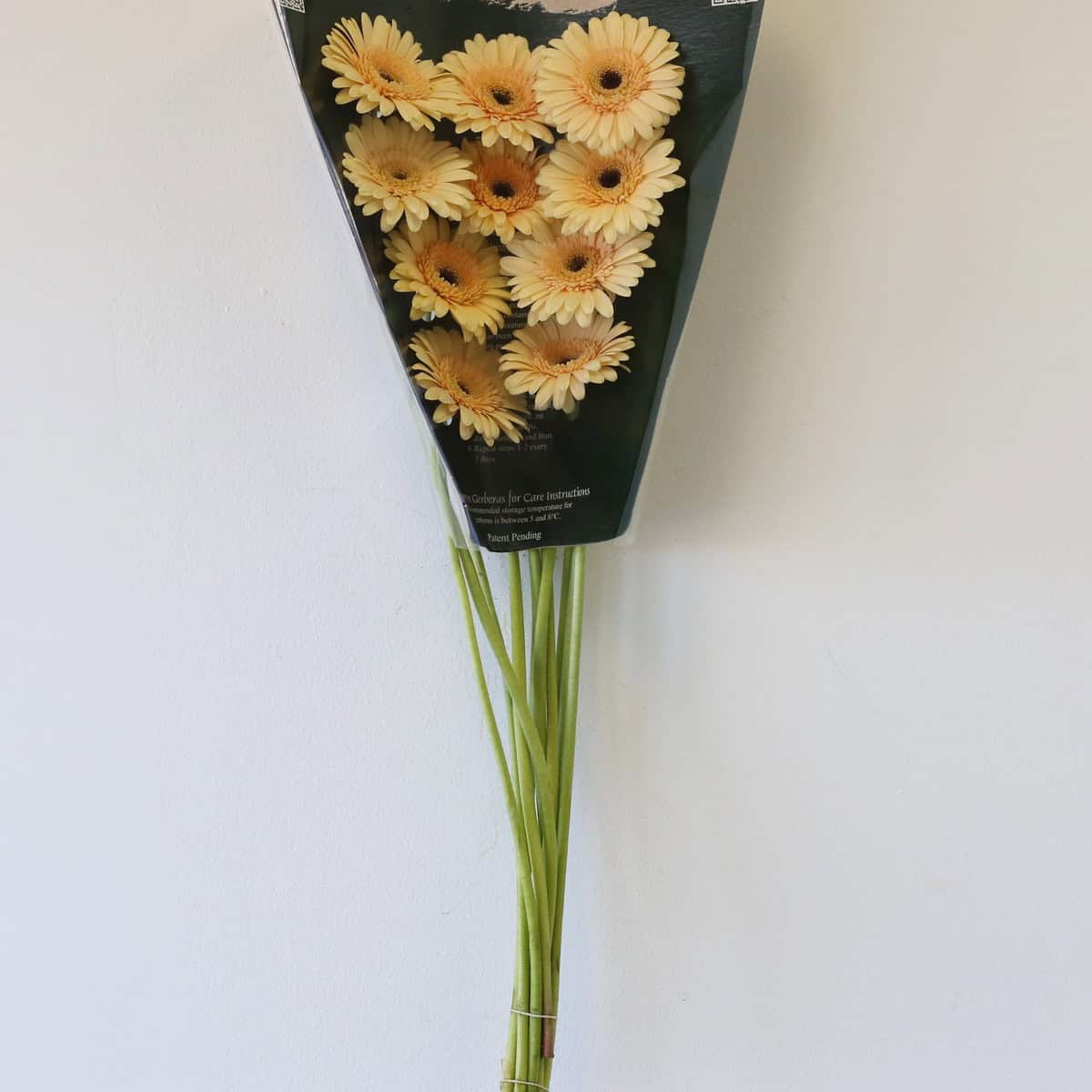 Mini Gerbera Cafe Peach bunch in protective packaging