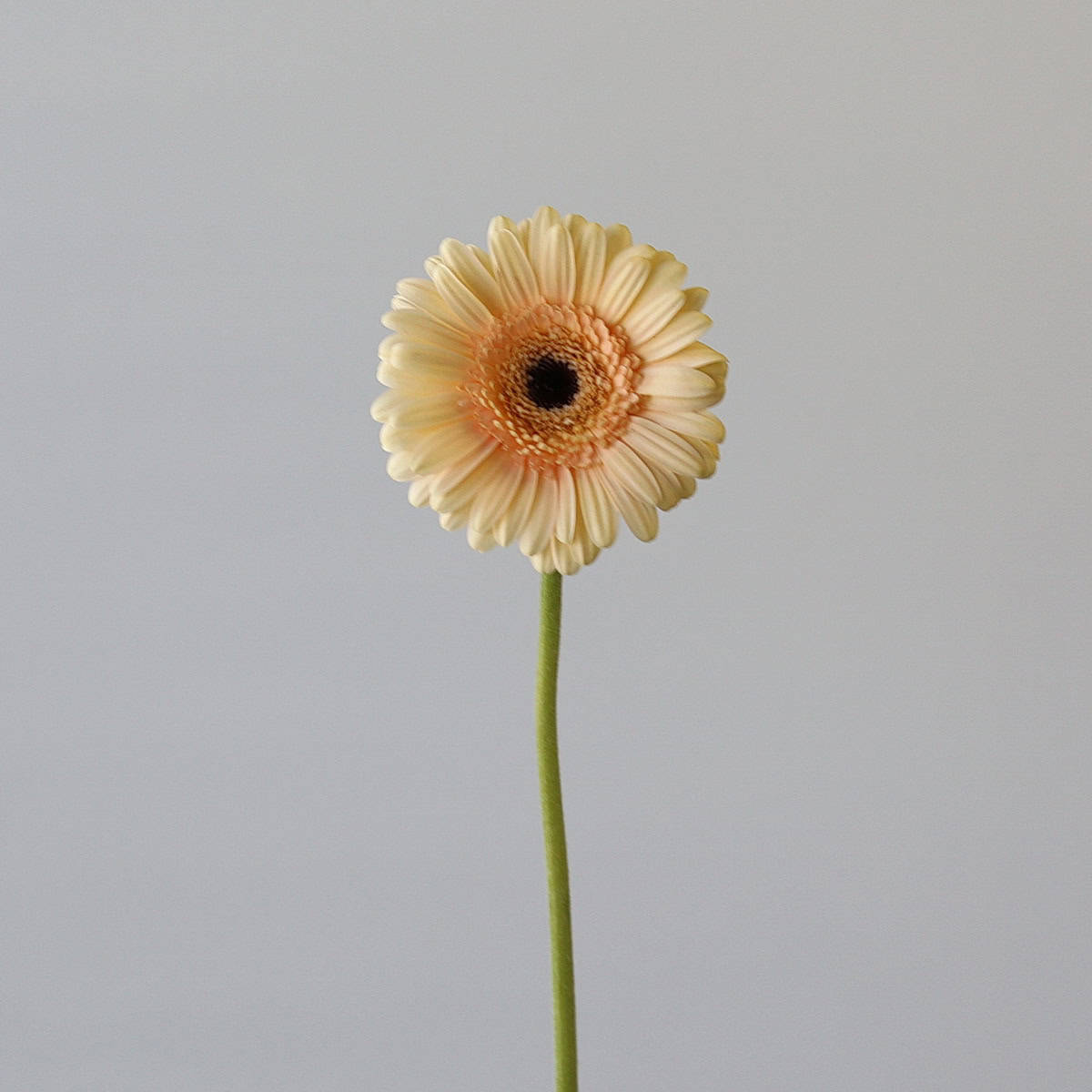 Single Mini Gerbera Cafe Peach flower on a long green stem