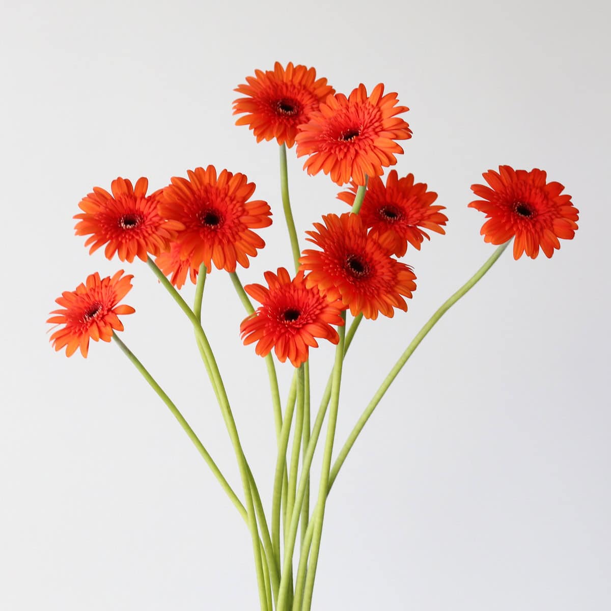 Bunch of Mini Gerbera Caramba orange flowers