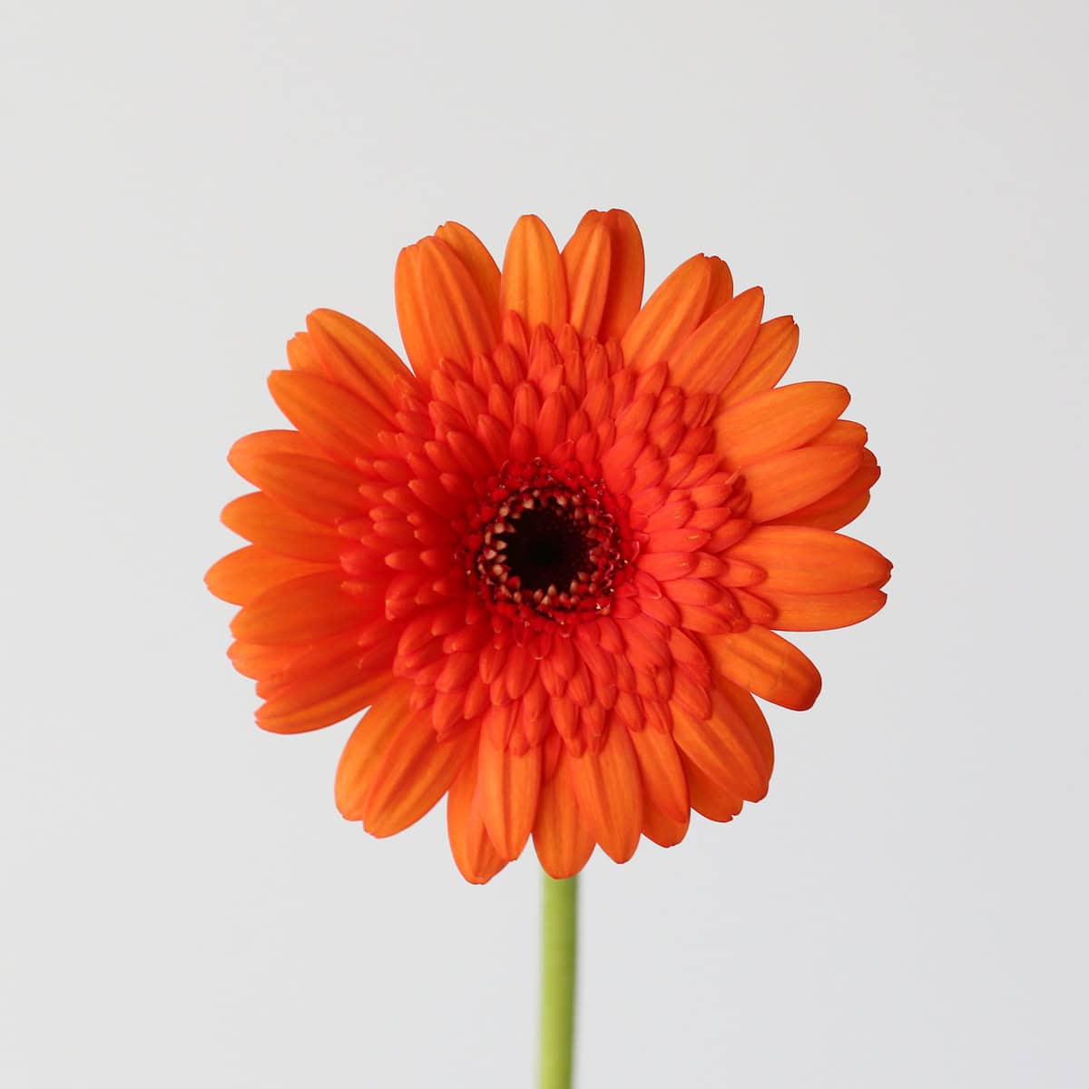 Close-up of Mini Gerbera Caramba orange flower
