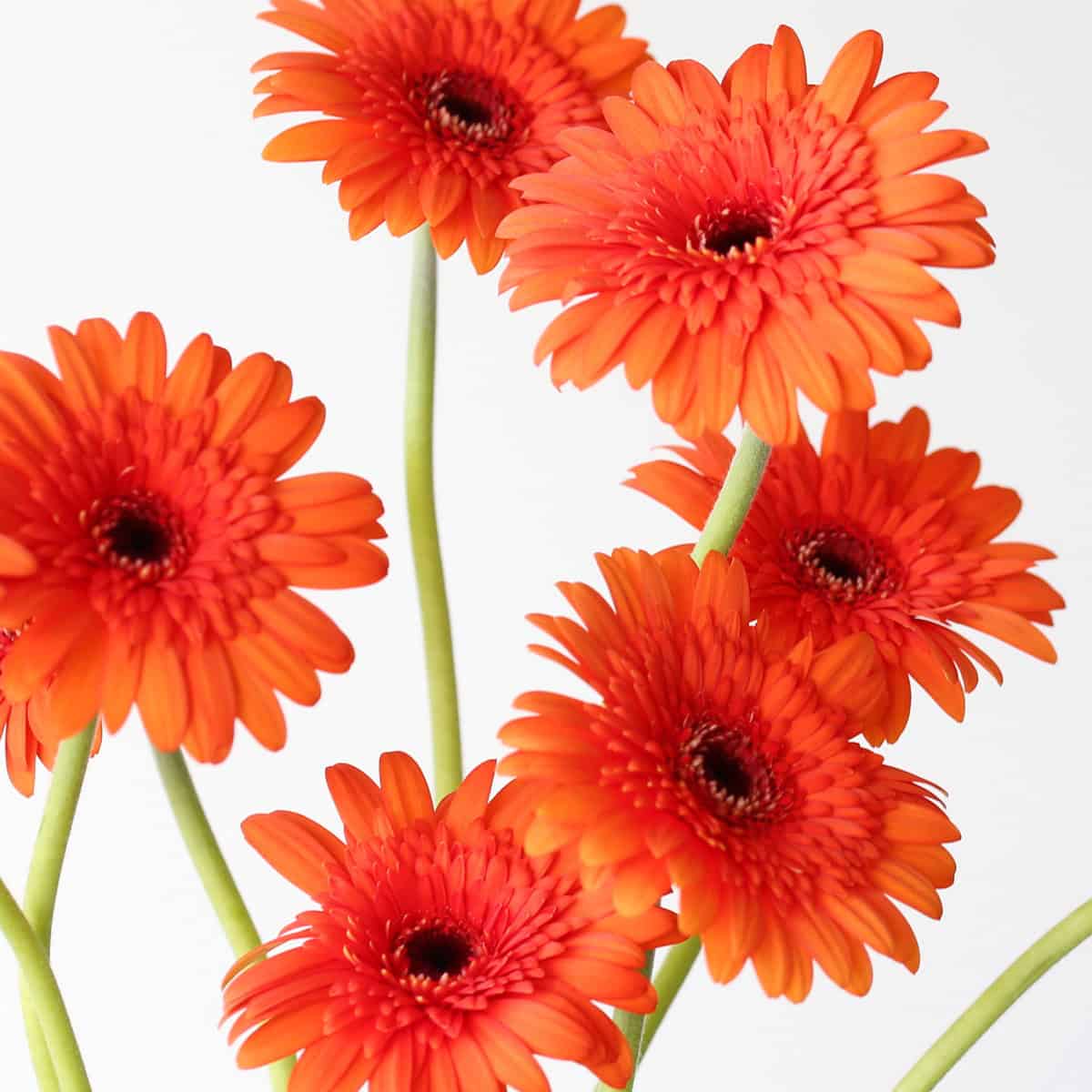 Mini Gerbera Caramba orange flowers