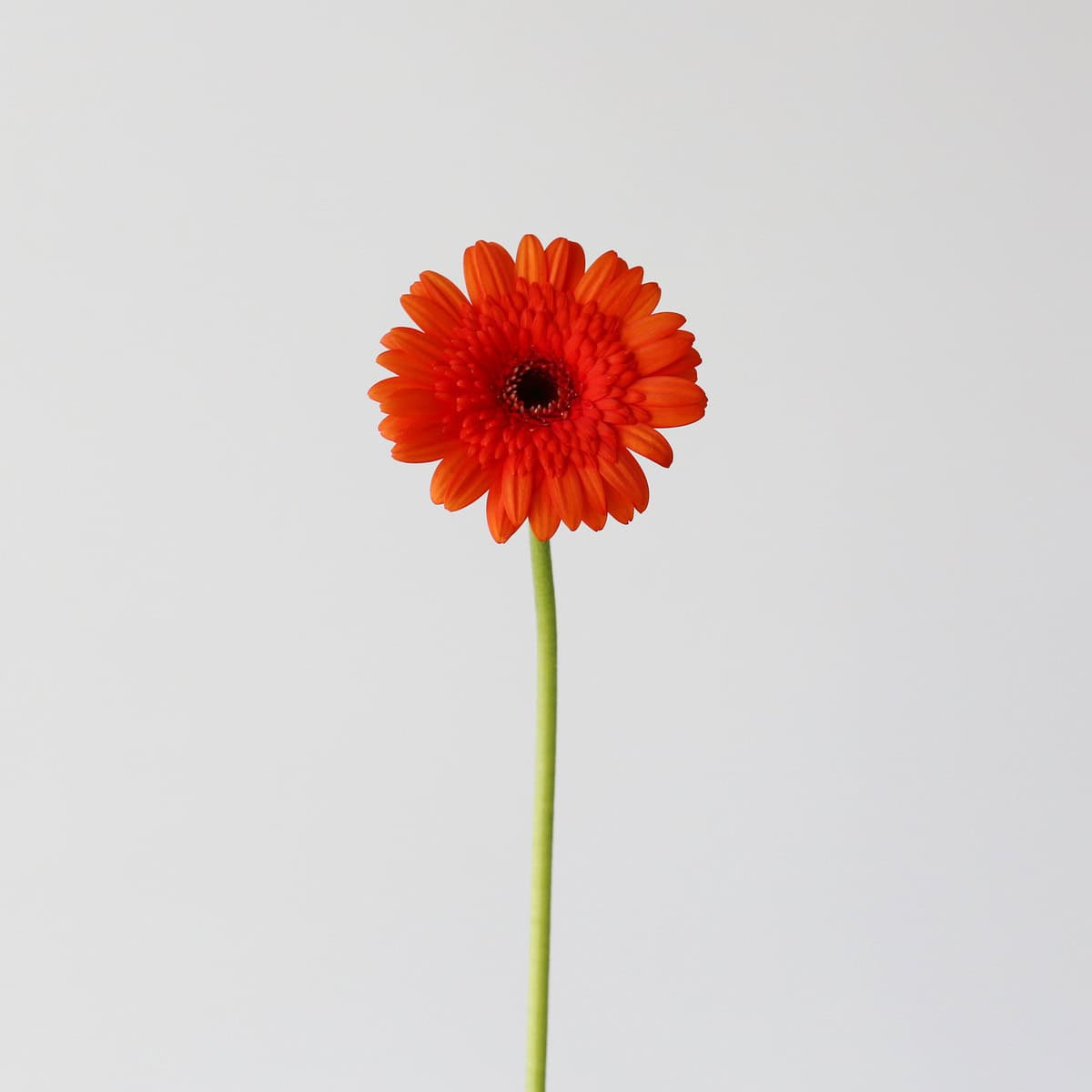 Single stem of Mini Gerbera Caramba orange flower