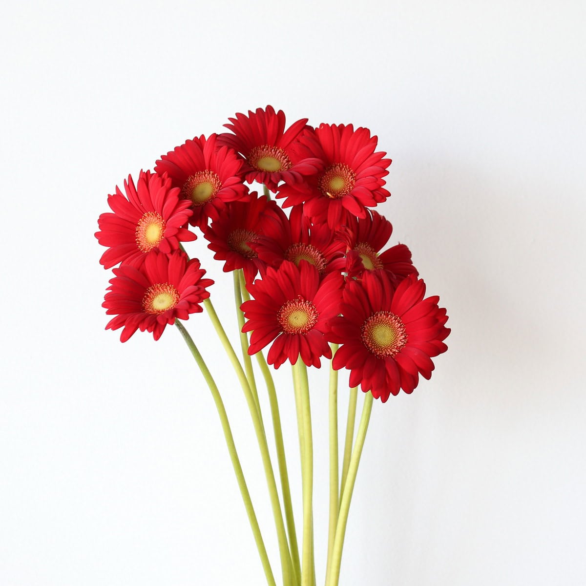 Red Mini Gerbera Choiz bunch