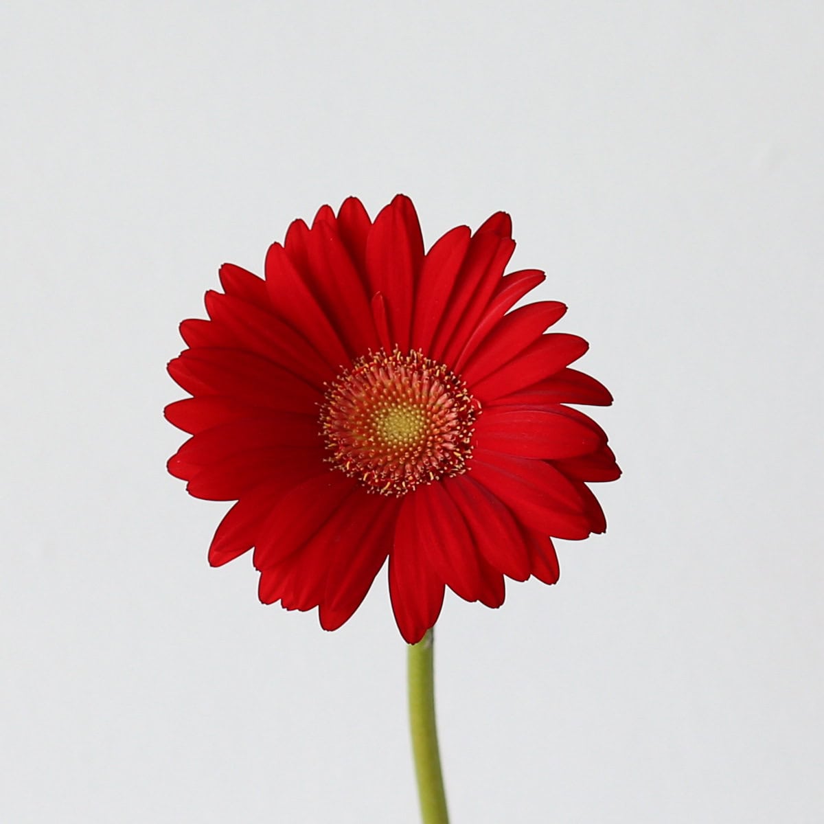 Close-up of red Mini Gerbera Choiz flower