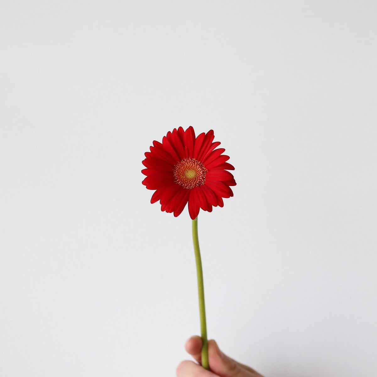 Red Mini Gerbera Choiz single stem