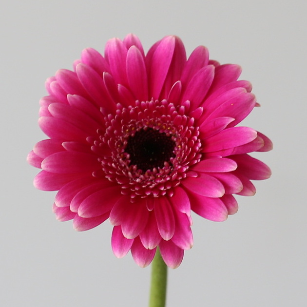Close-up of Mini Gerbera Design Fushia flower