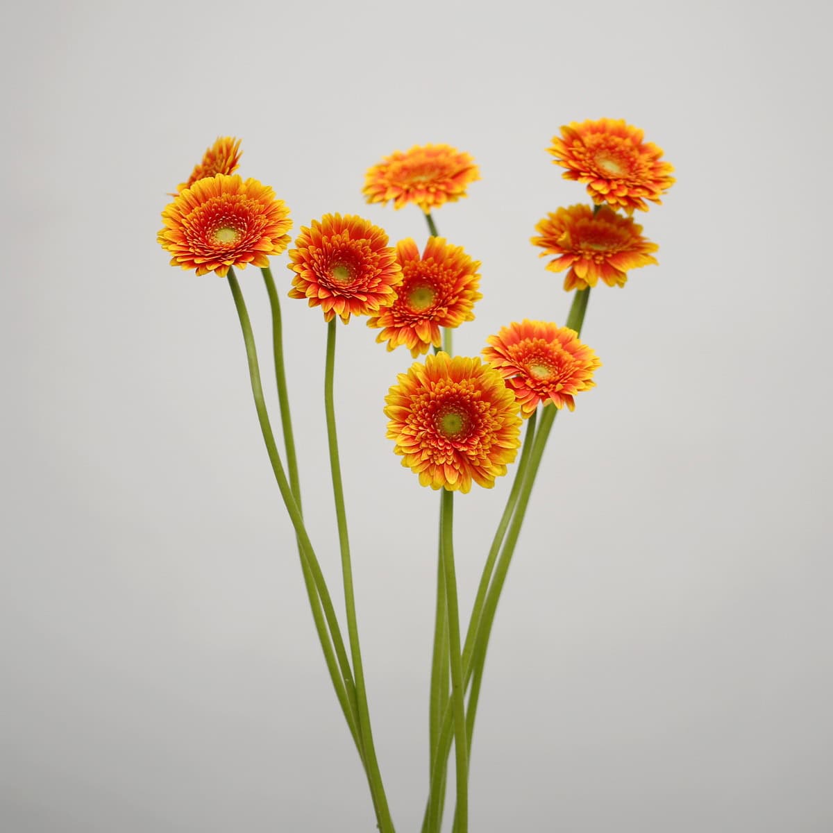 Bunch of orange and yellow Mini Gerbera Franky flowers