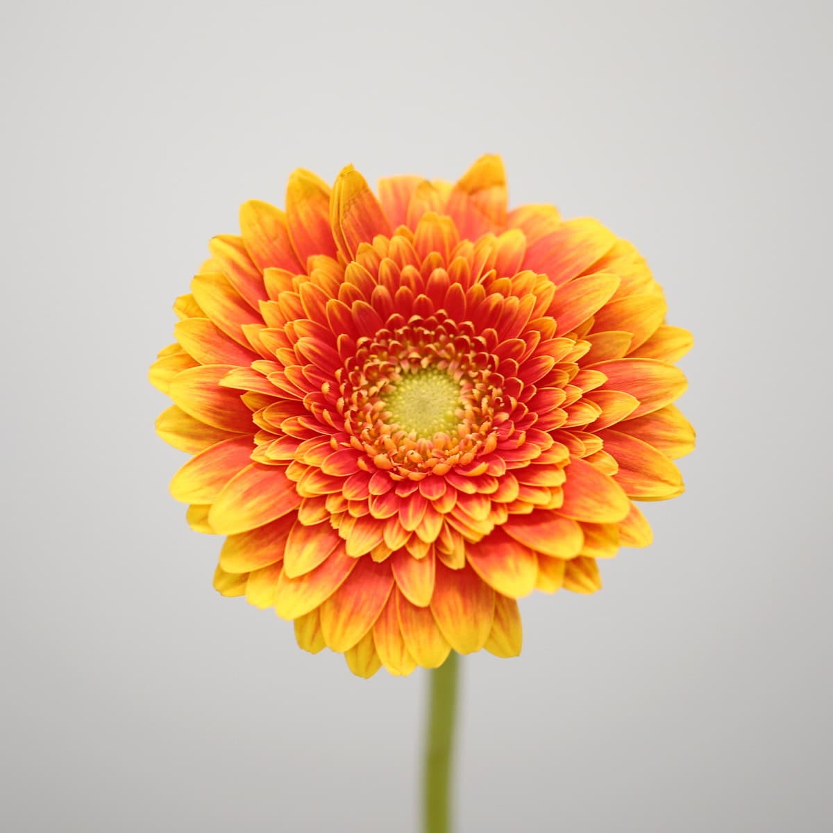 Close-up of orange and yellow Mini Gerbera Franky flower