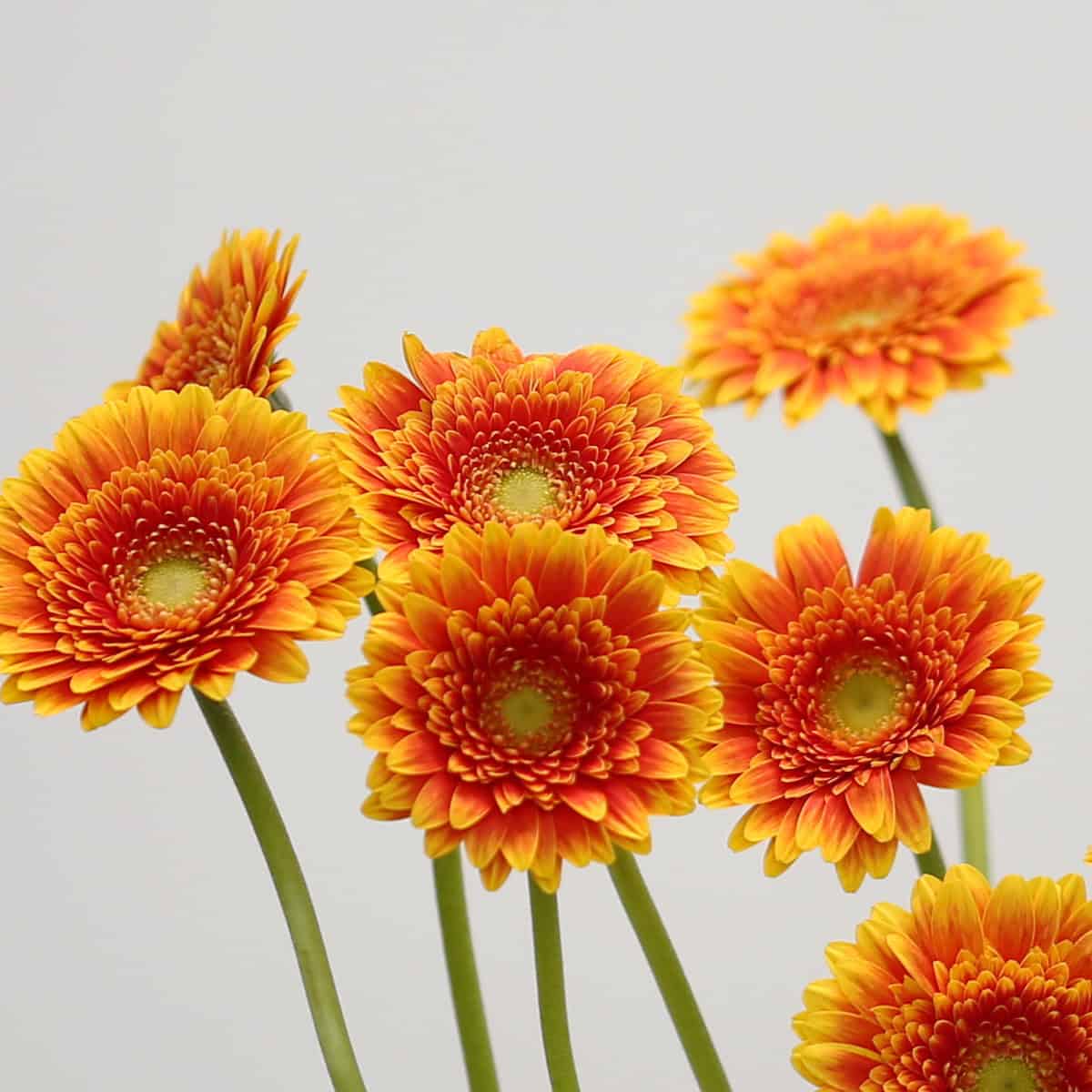 Cluster of orange and yellow Mini Gerbera Franky flowers