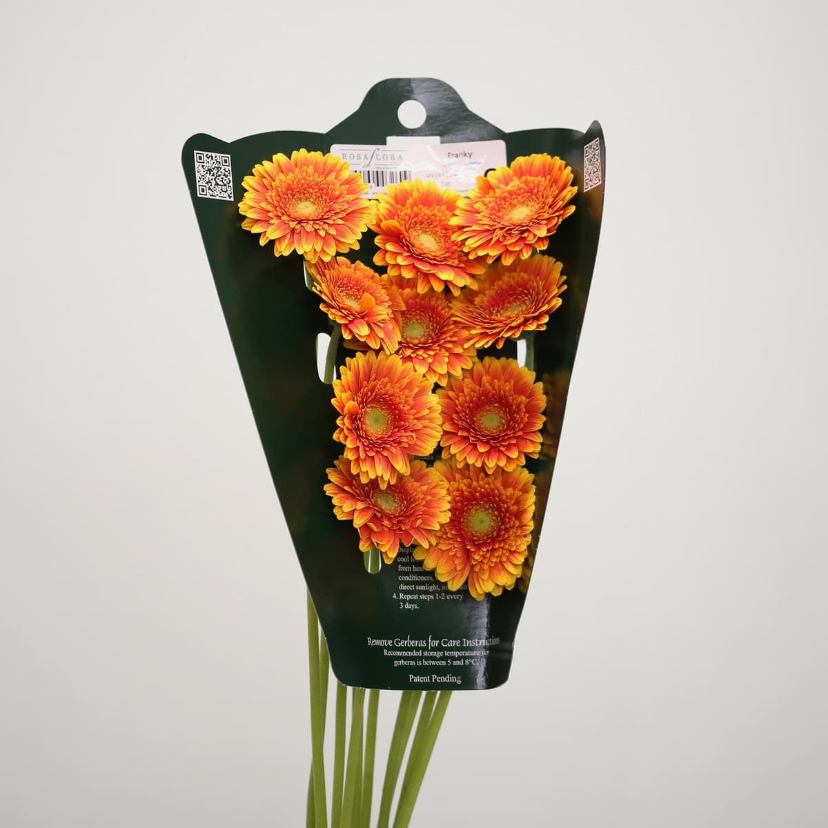 Mini Gerbera Franky bunch in protective flower packaging