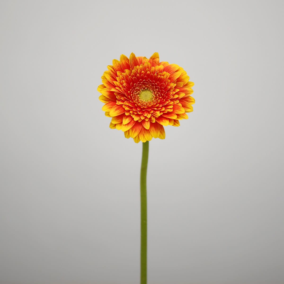 Mini Gerbera Franky orange and yellow flower on a single stem