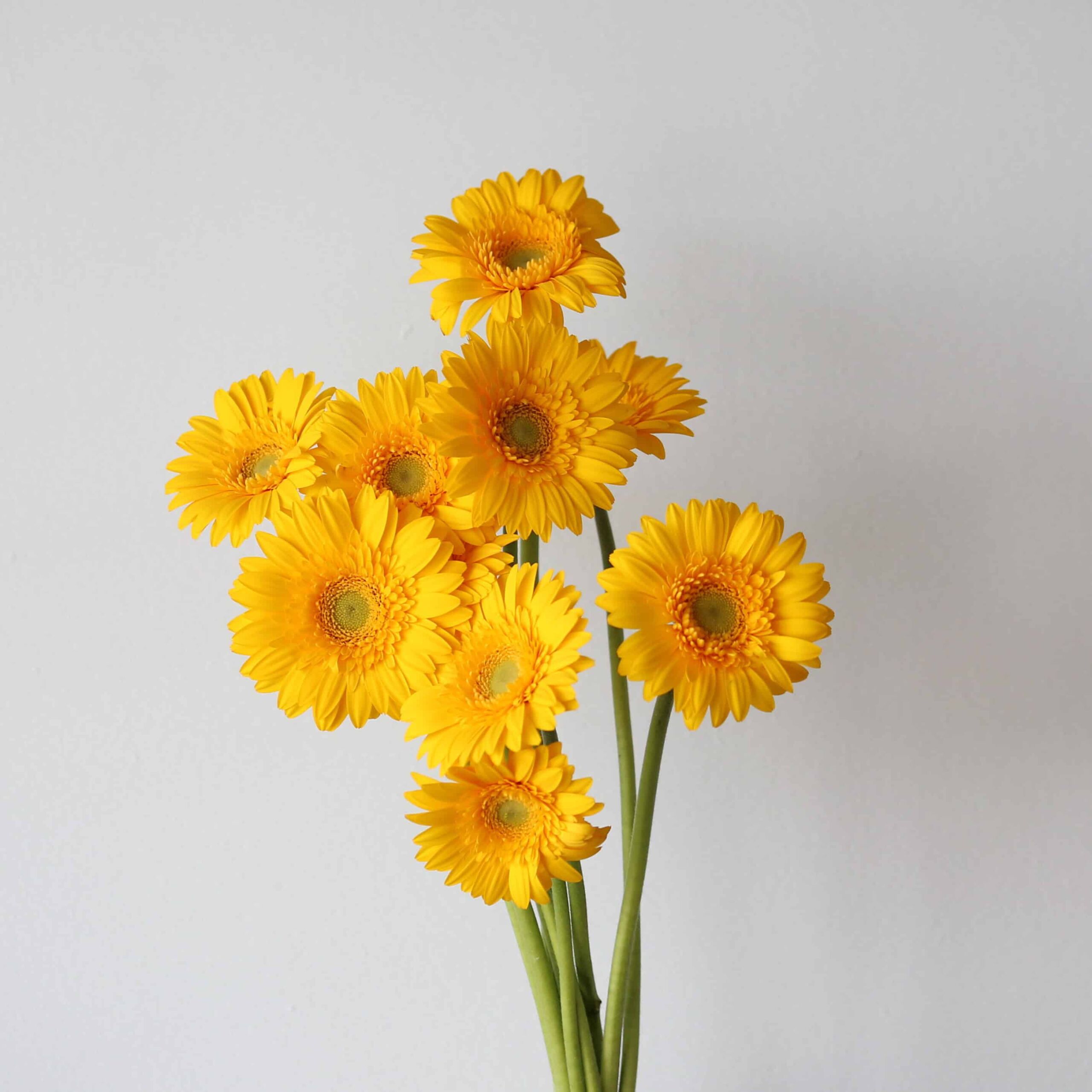 Mini Gerbera Illios yellow flowers sold by the bunch