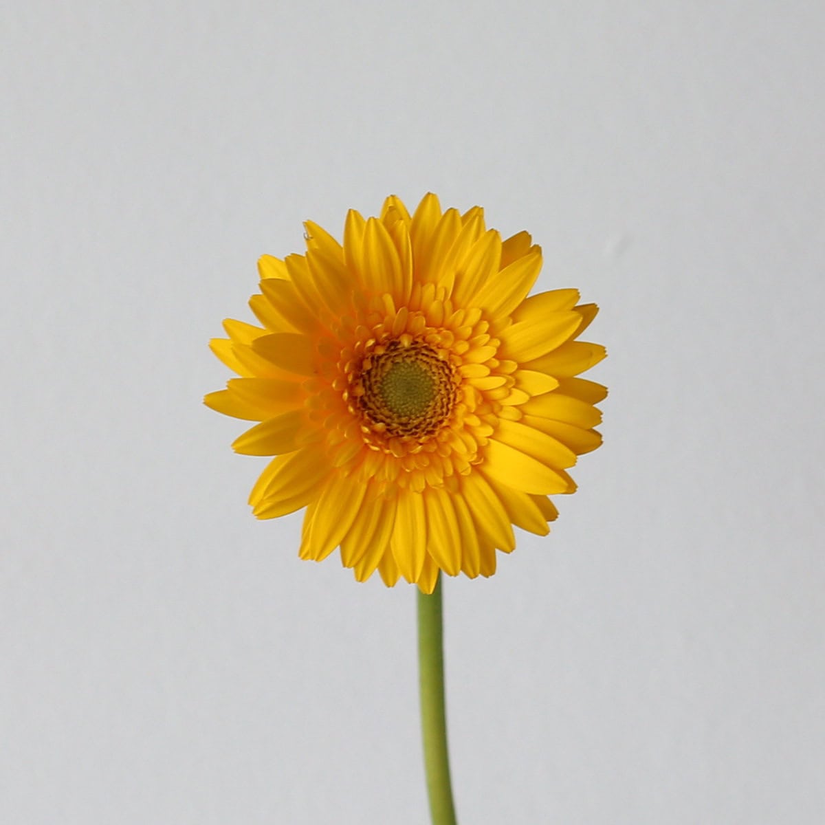 Close-up of yellow Mini Gerbera Illios flower