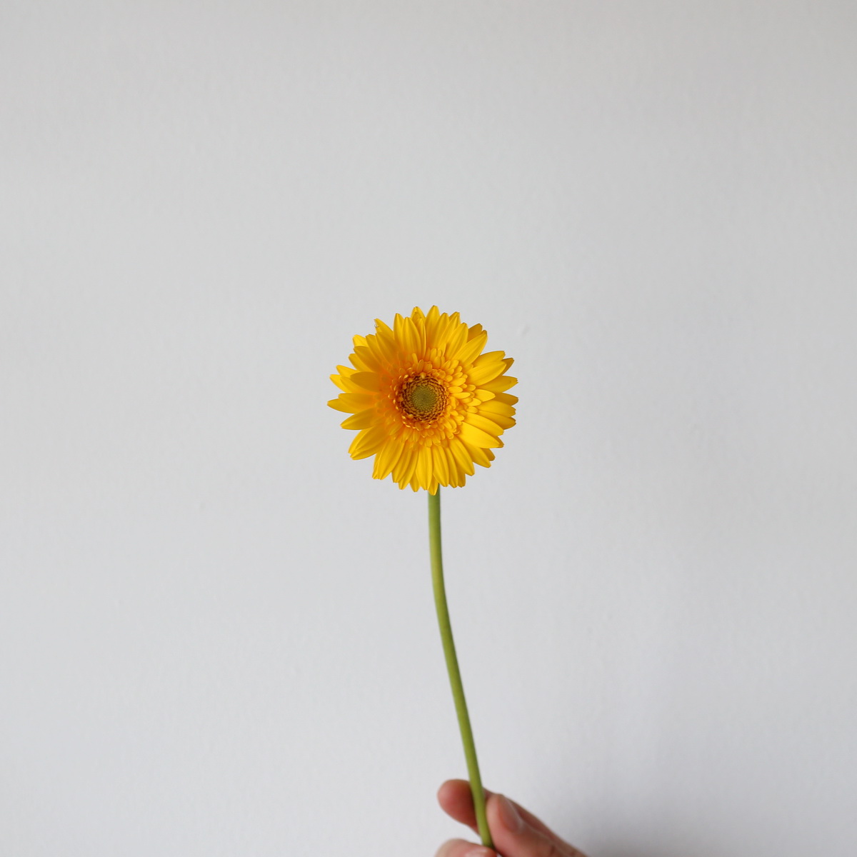 mini-gerbera-illios-single-stem
