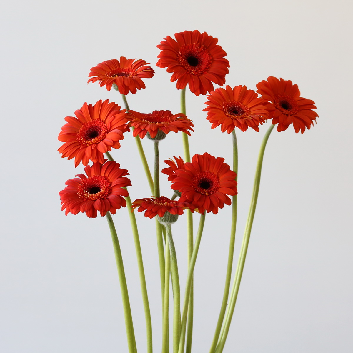 Bunch of red-orange Mini Gerbera Jordy flowers with long green stems