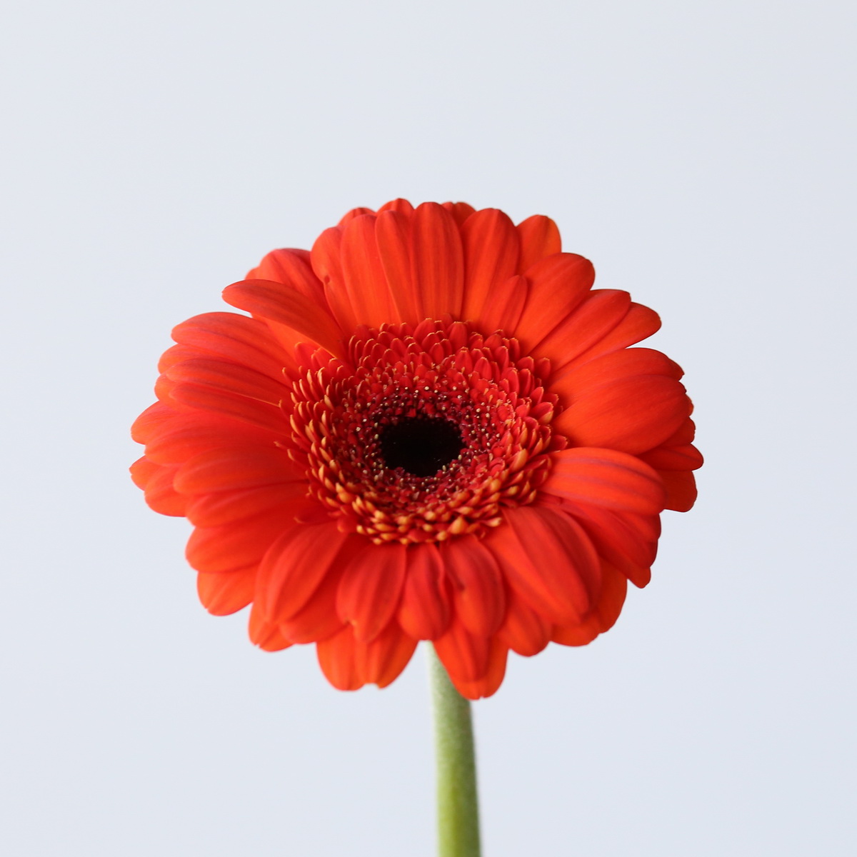 Mini Gerbera Jordy red-orange flower with dark center