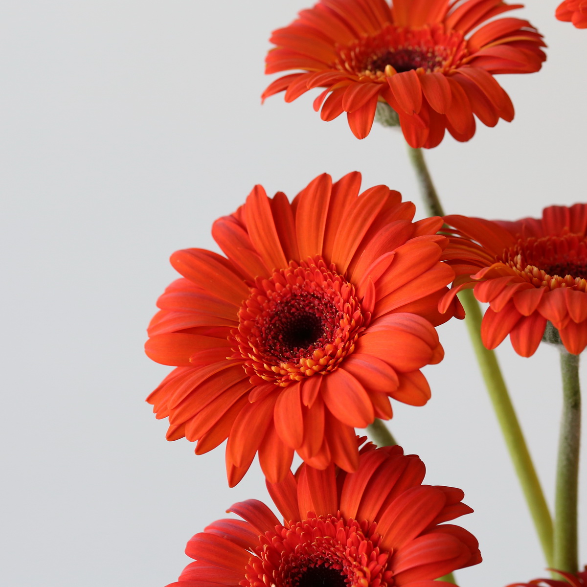 Cluster of red-orange Mini Gerbera Jordy flowers