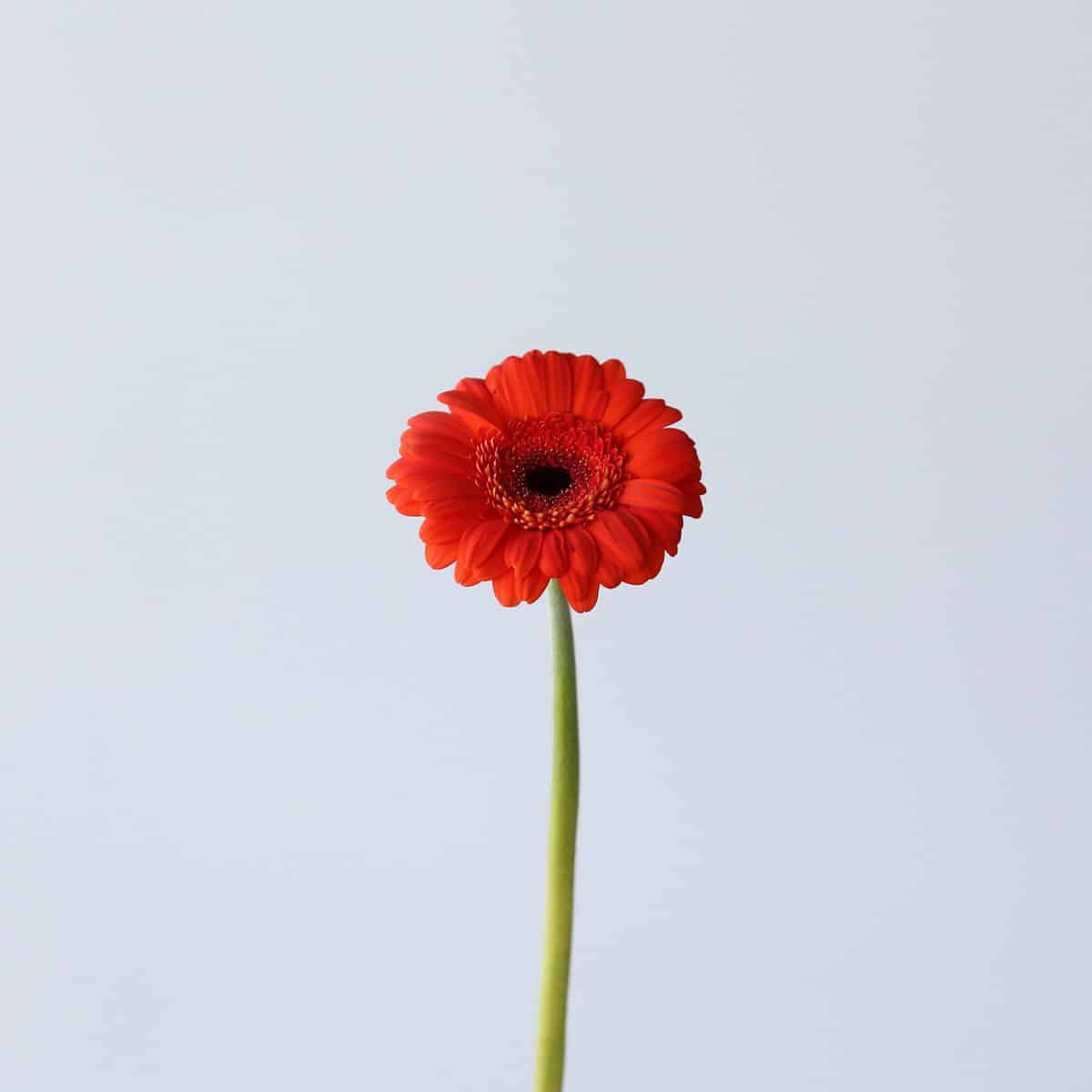 Single red-orange Mini Gerbera Jordy flower on a long green stem