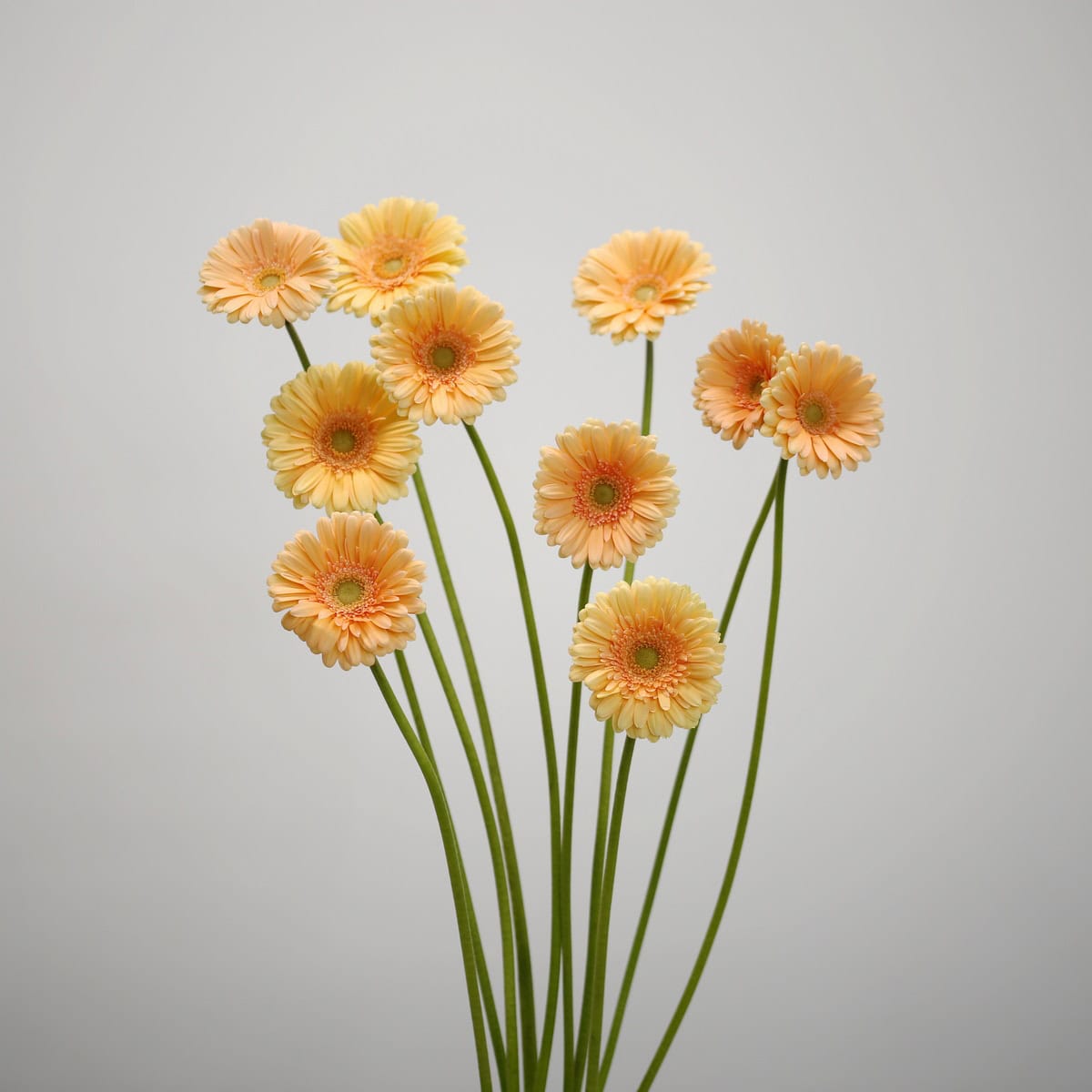 Mini Gerbera Larissa peach flowers sold by the bunch