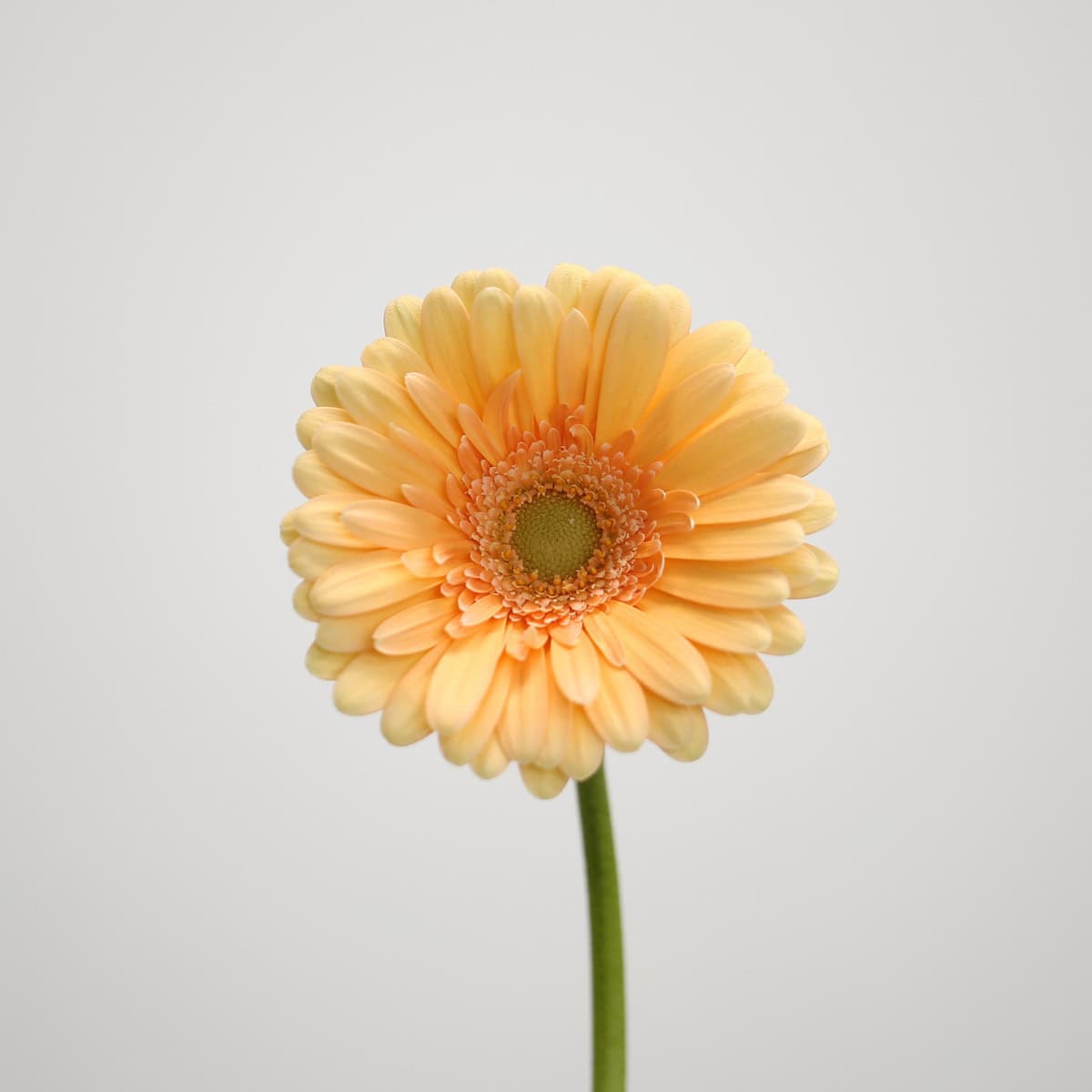 Close-up of peach Mini Gerbera Larissa flower
