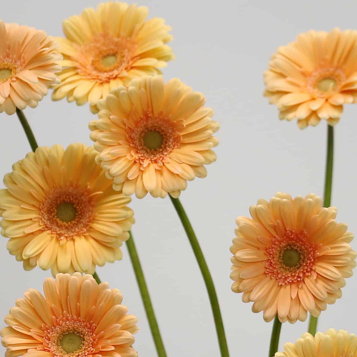 Cluster of peach Mini Gerbera Larissa flowers