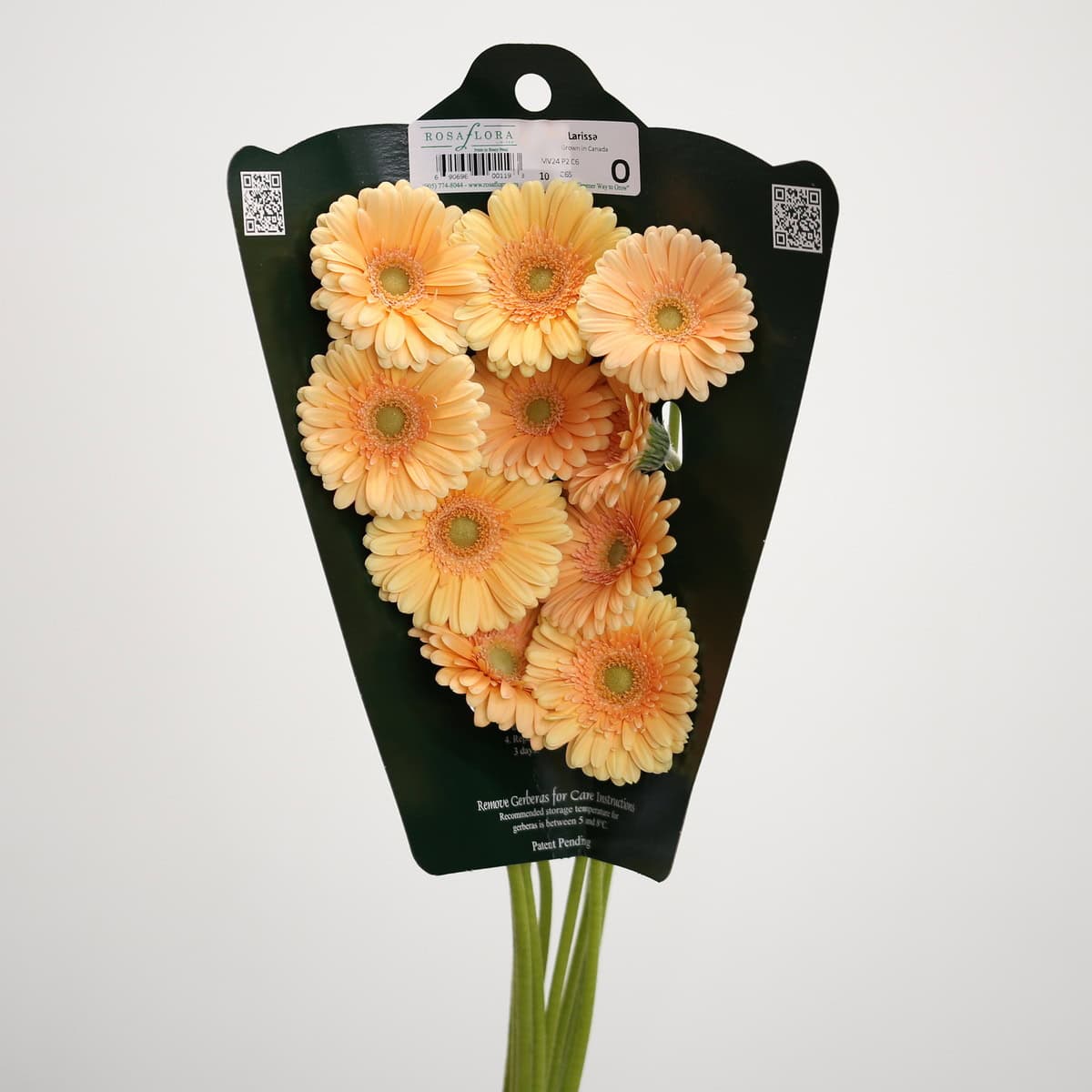 Mini Gerbera Larissa peach flowers sold by the bunch