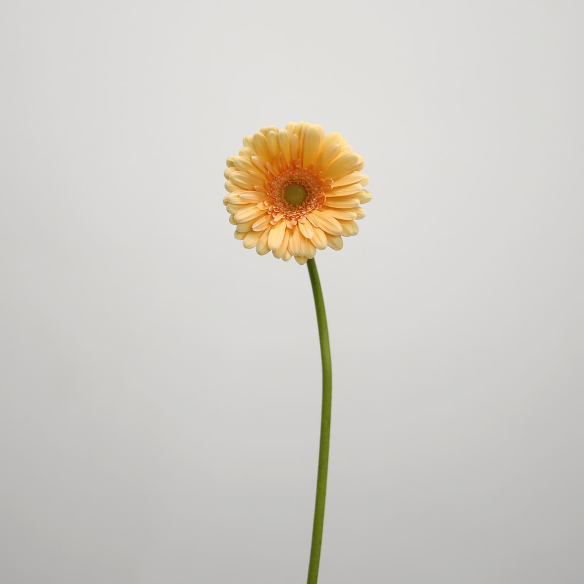 Single stem Mini Gerbera Larissa peach flower
