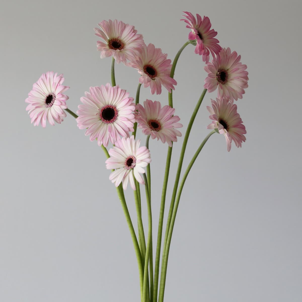 Bunch of pale pink Mini Gerbera Lollipop flowers