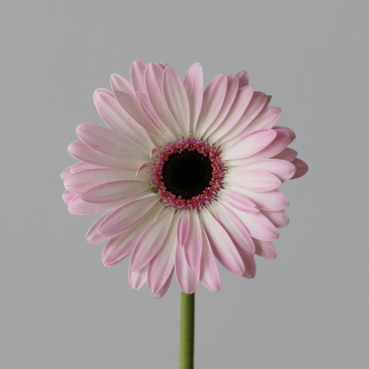 Mini Gerbera Lollipop pale pink flower with dark center