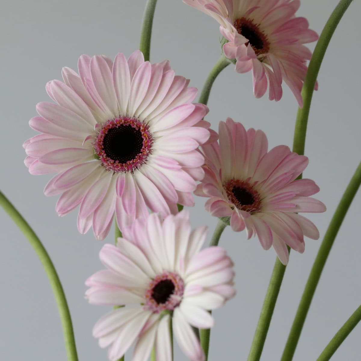 Cluster of pale pink Mini Gerbera Lollipop flowers