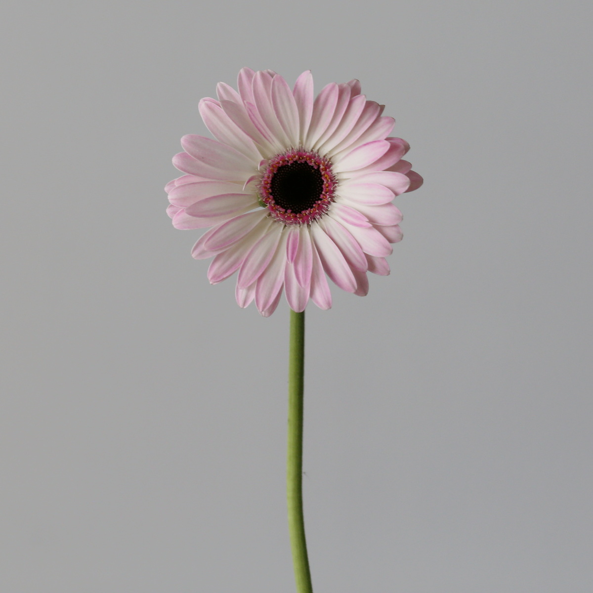 Single pale pink Mini Gerbera Lollipop flower stem