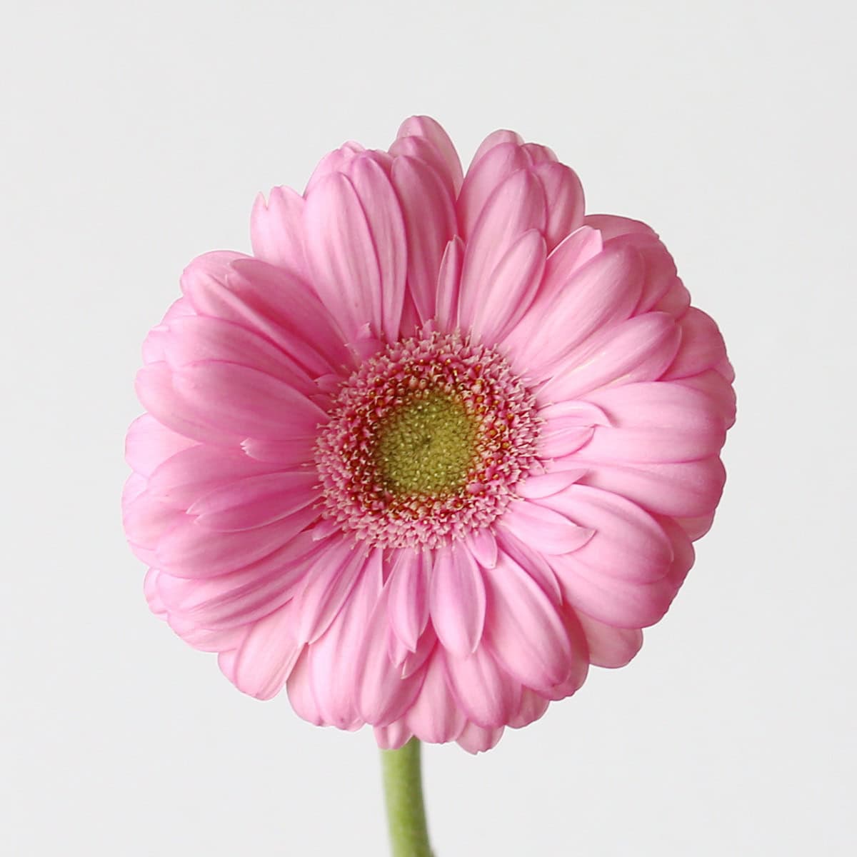 Mini Gerbera Love Me pink flower with green center close-up