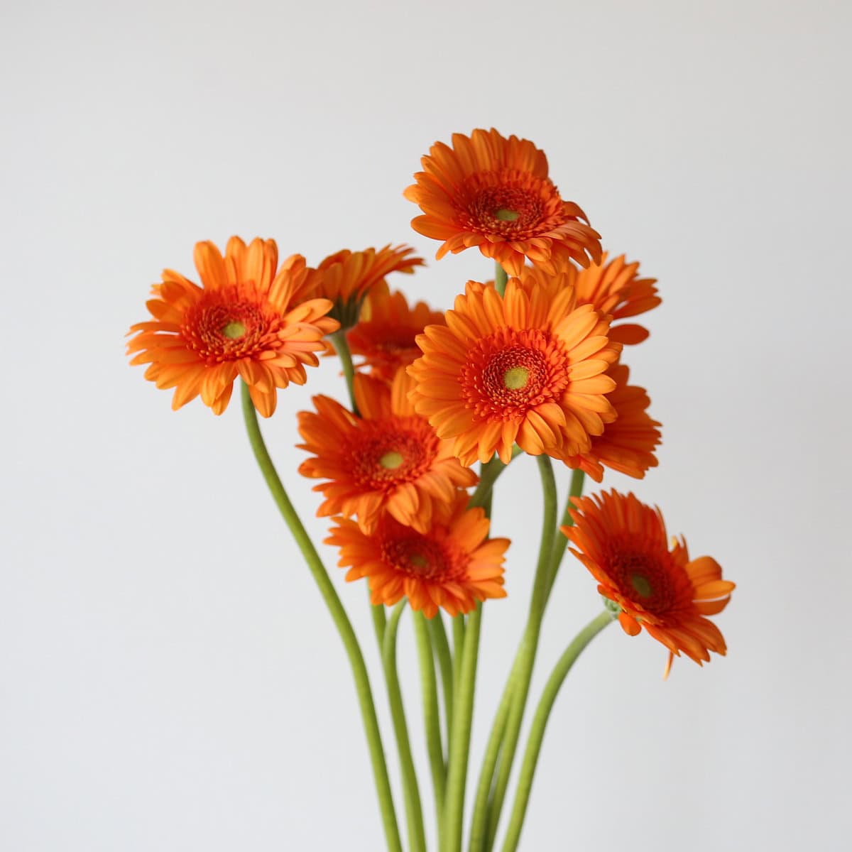 Bunch of orange Mini Gerbera Max flowers
