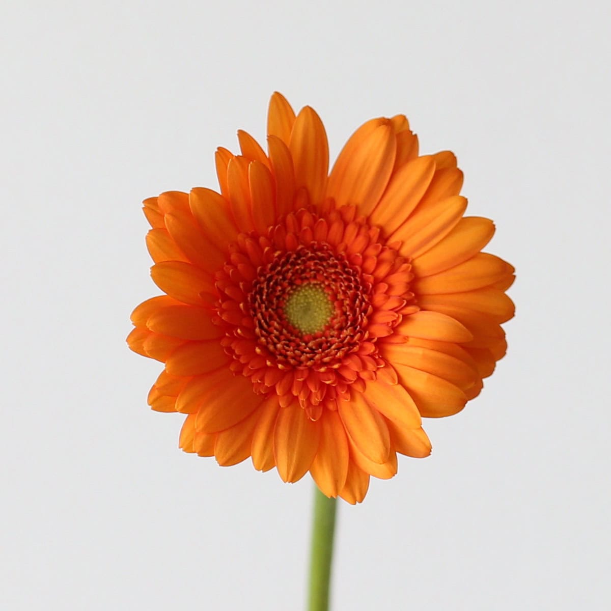 Orange Mini Gerbera Max flower close-up