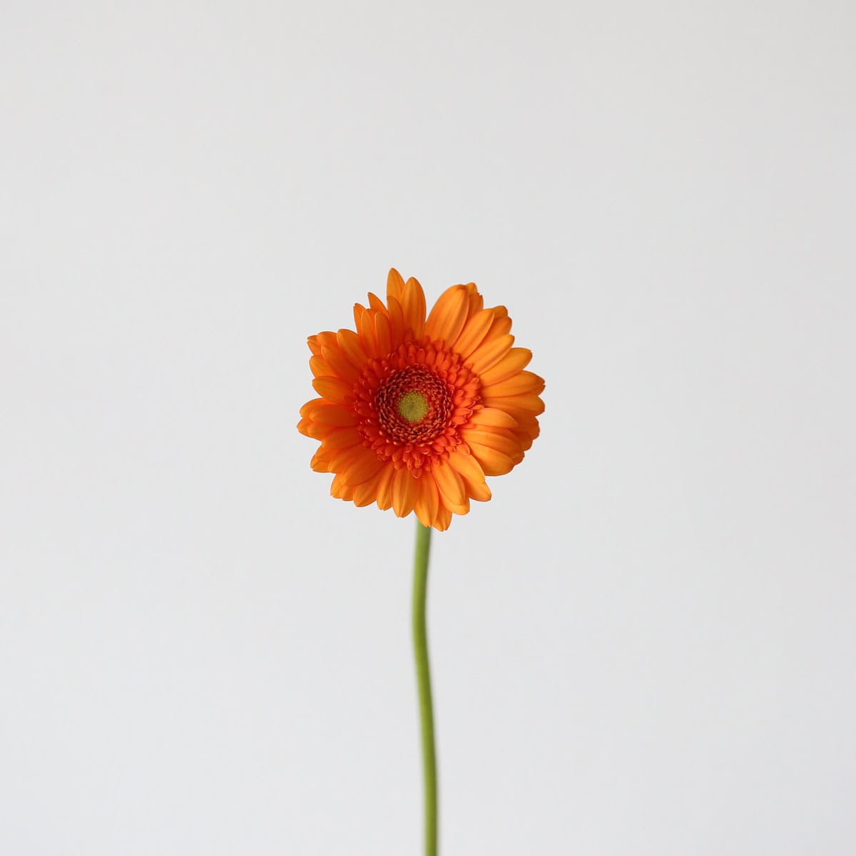 Orange Mini Gerbera Max single stem