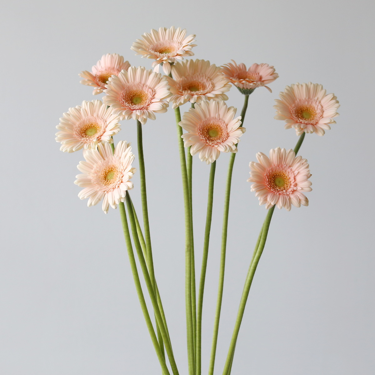 Bunch of Mini Gerbera Pelican blush pink bulk flowers