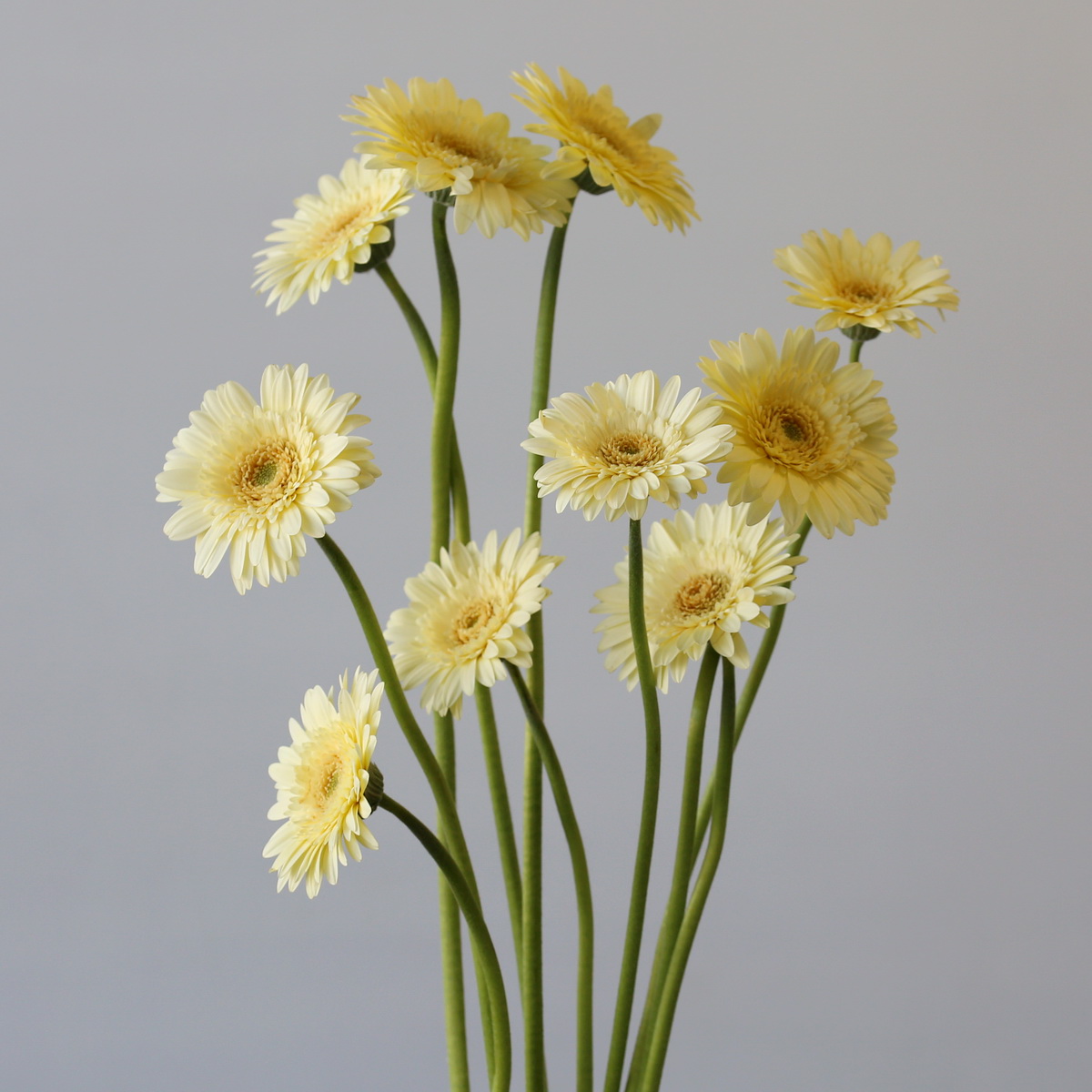 Mini Gerbera Romily cream flowers sold by the bunch