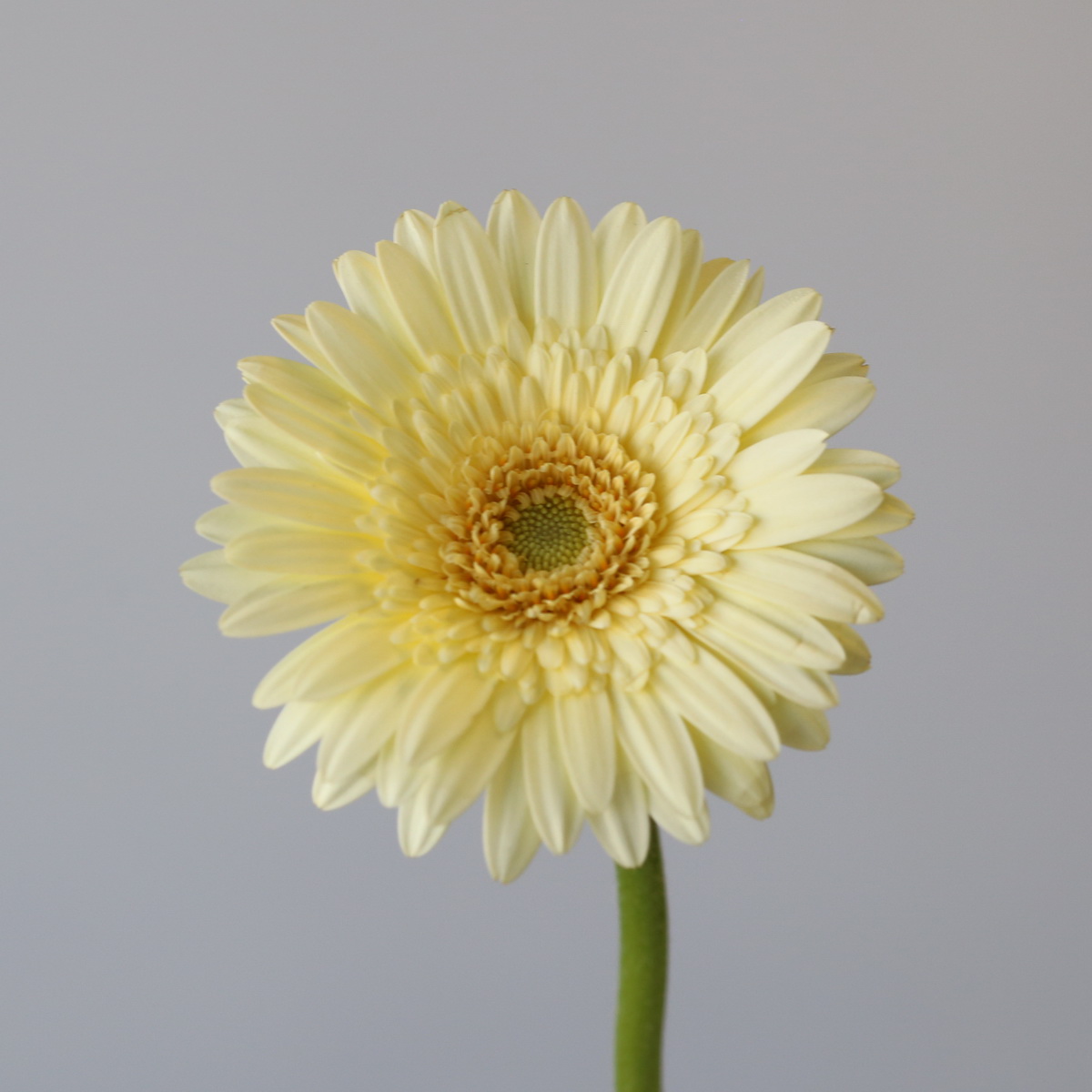 Close-up of Mini Gerbera Romily cream flower