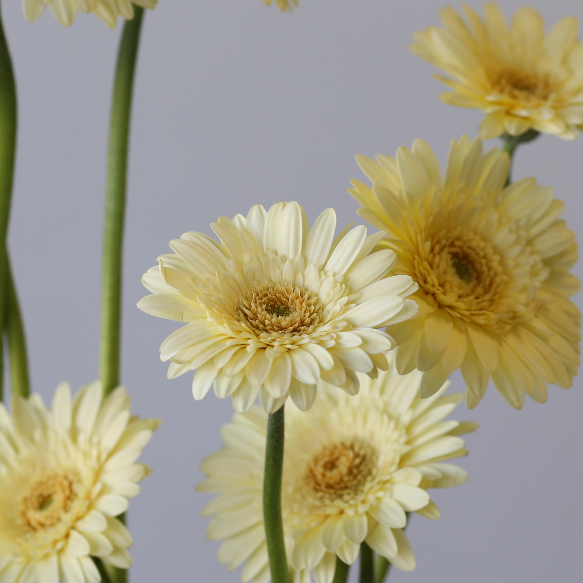 Cluster of Mini Gerbera Romily cream flowers