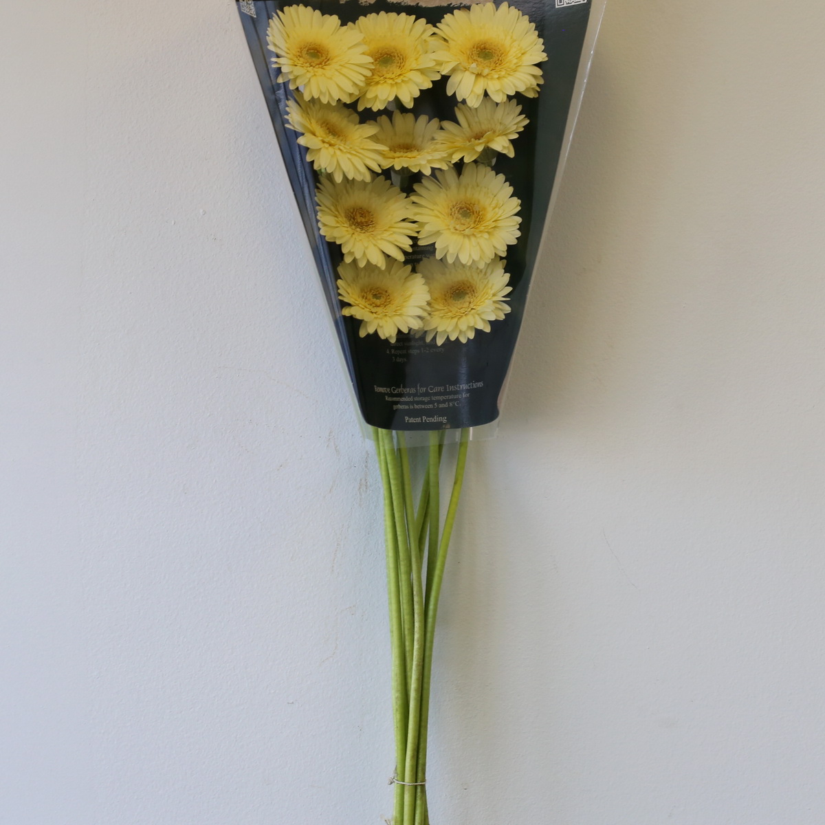 Mini Gerbera Romily cream flowers in protective packaging