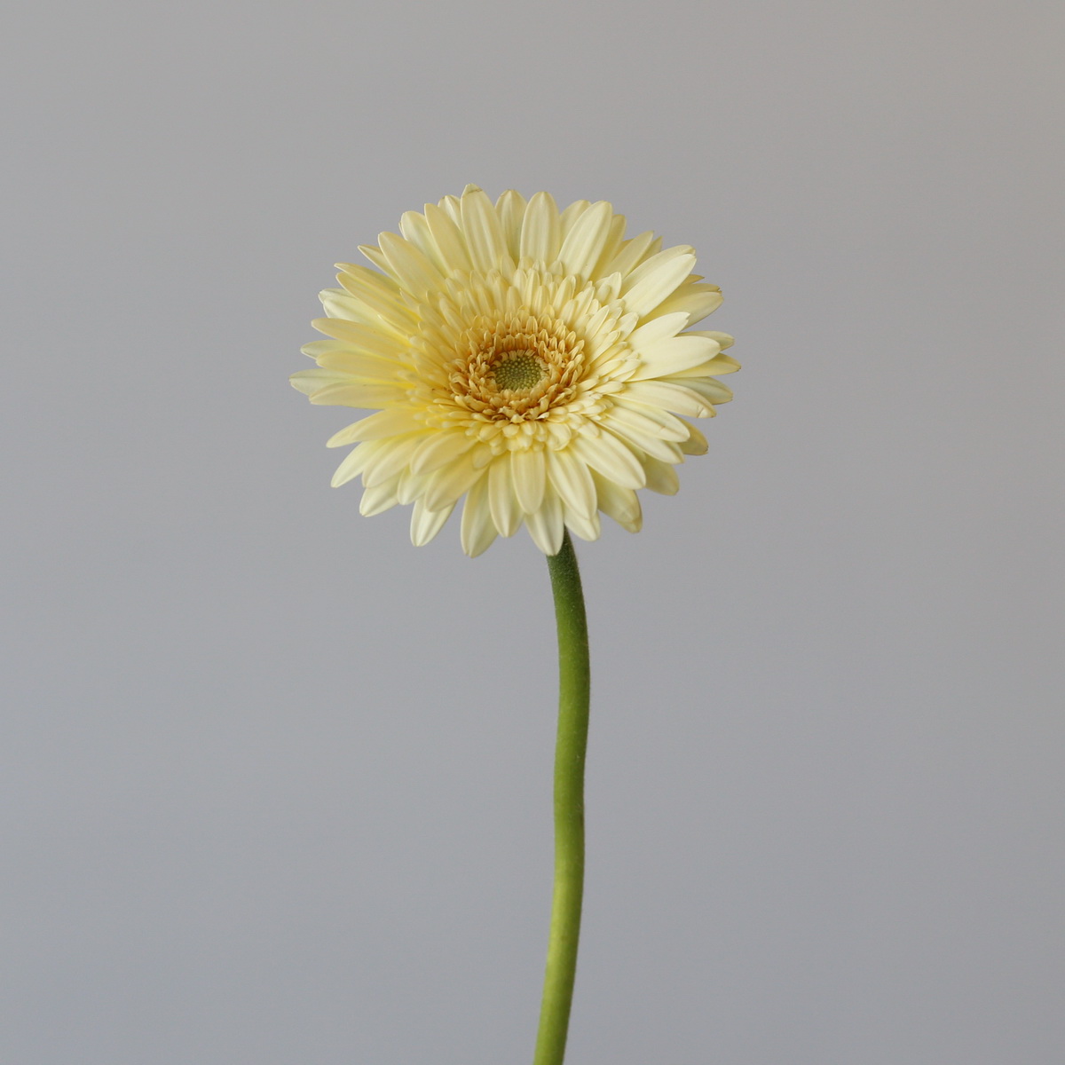 Mini Gerbera Romily cream flower on a single stem