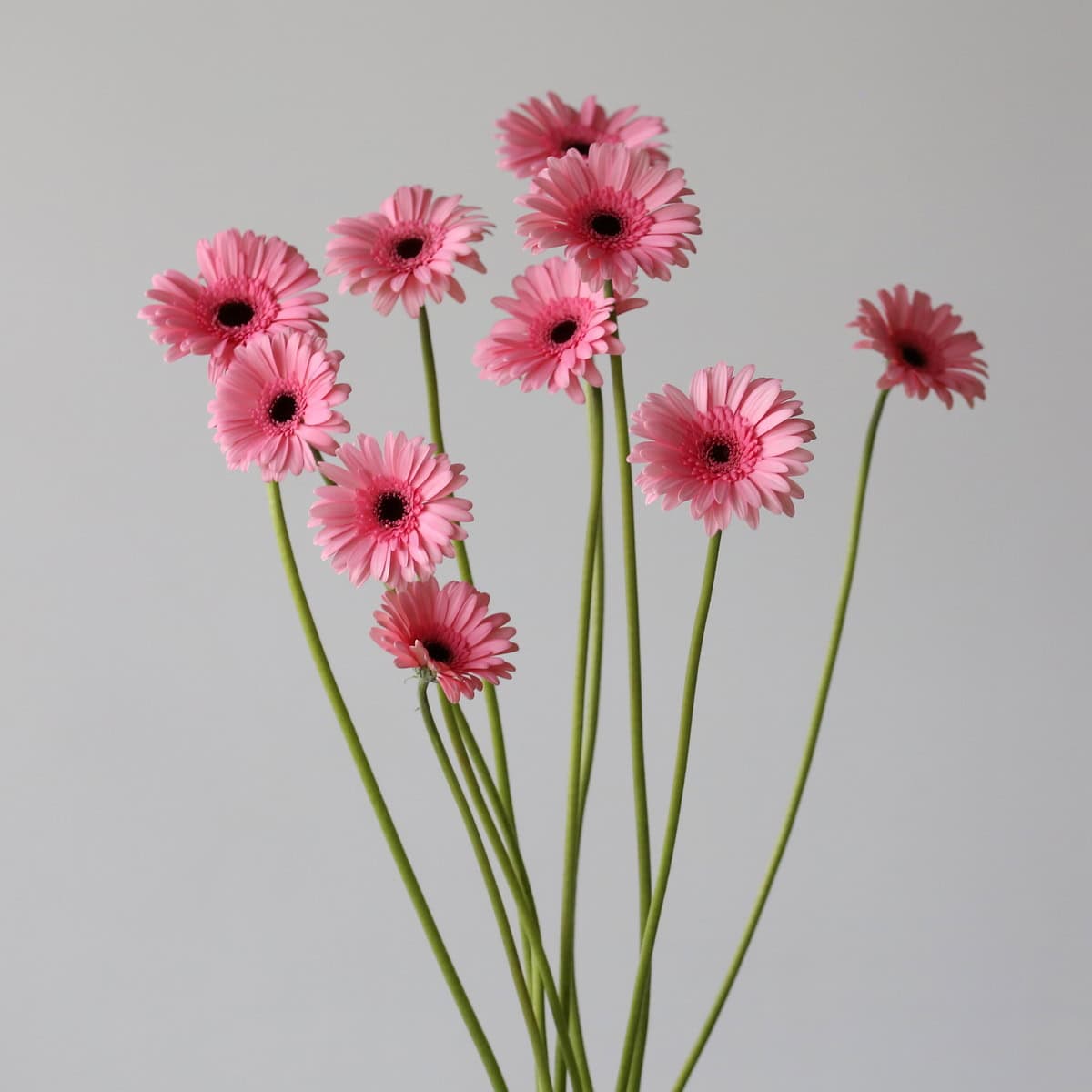 Bunch of pink Mini Gerbera Smart flowers with dark centres