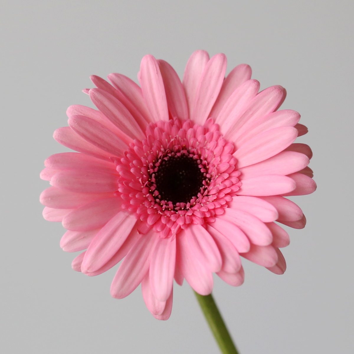 Close-up of Mini Gerbera Smart pink flower with dark centre