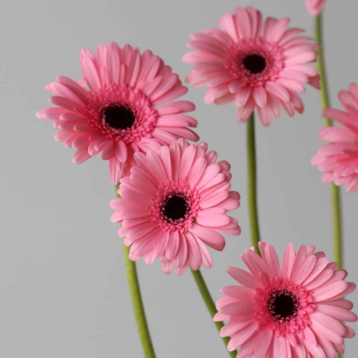 Cluster of pink Mini Gerbera Smart flowers with dark centres