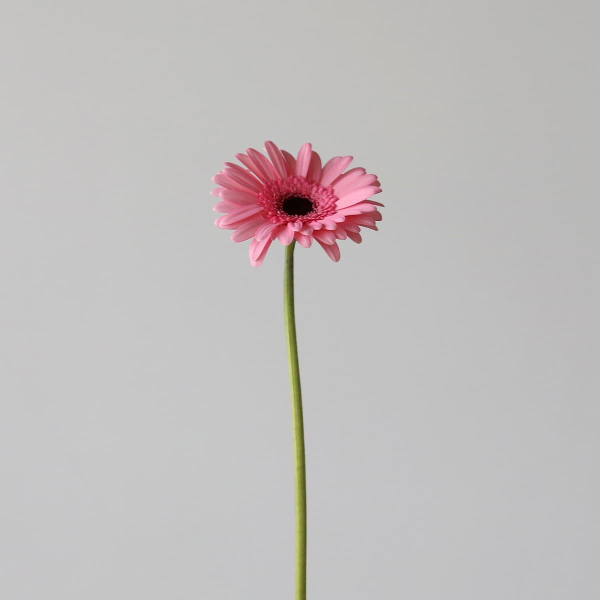 Mini Gerbera Smart pink flower with dark centre on a single stem