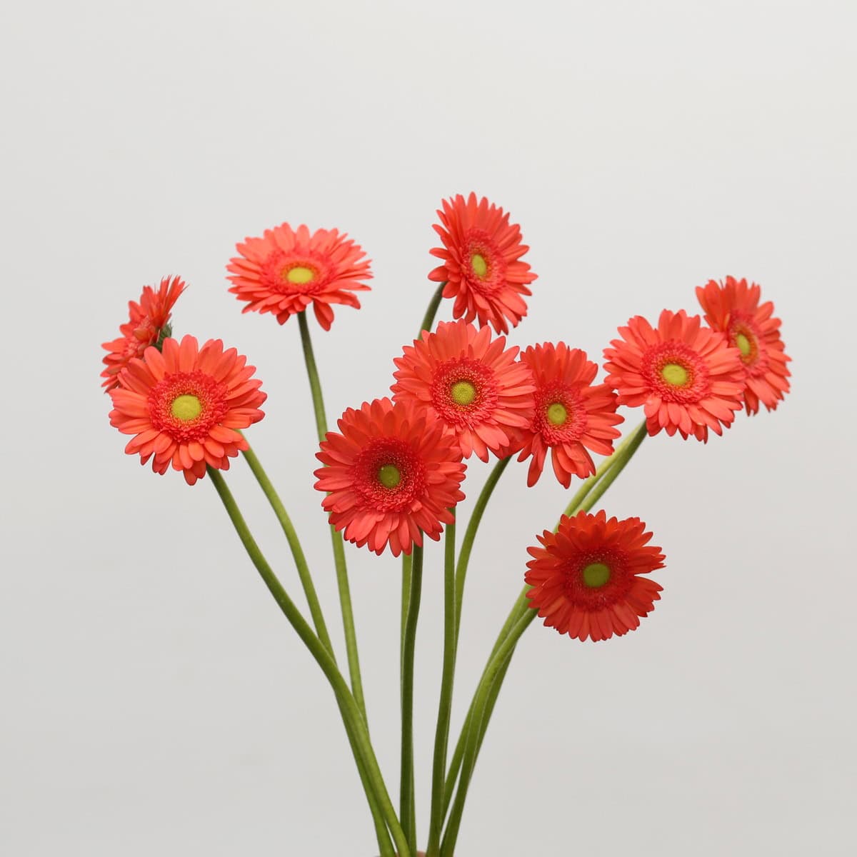 Bunch of coral Mini Gerbera Time Out flowers